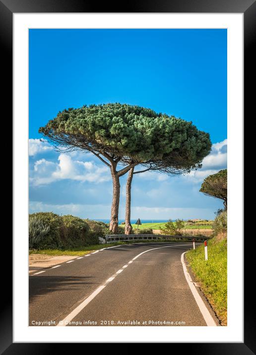 pinus pinea tree on sardinia Framed Mounted Print by Chris Willemsen