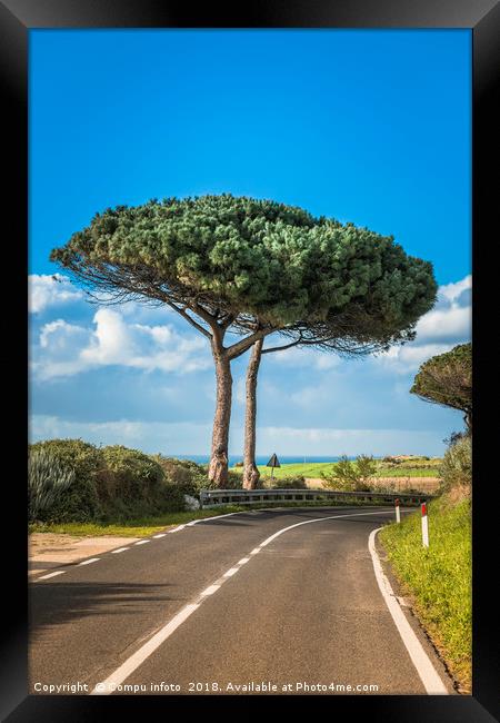 pinus pinea tree on sardinia Framed Print by Chris Willemsen