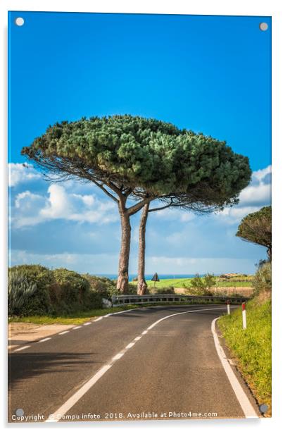 pinus pinea tree on sardinia Acrylic by Chris Willemsen
