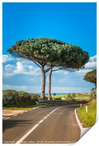 pinus pinea tree on sardinia Print by Chris Willemsen