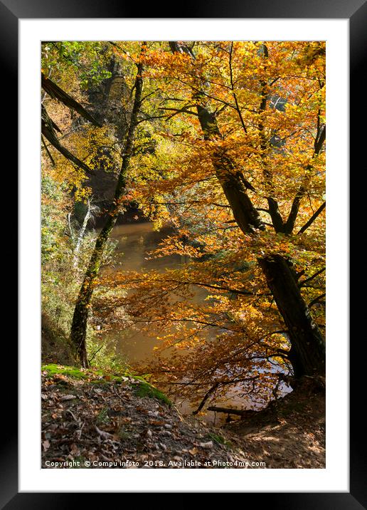 autumn forest Framed Mounted Print by Chris Willemsen
