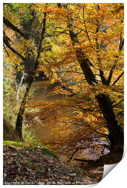 autumn forest Print by Chris Willemsen