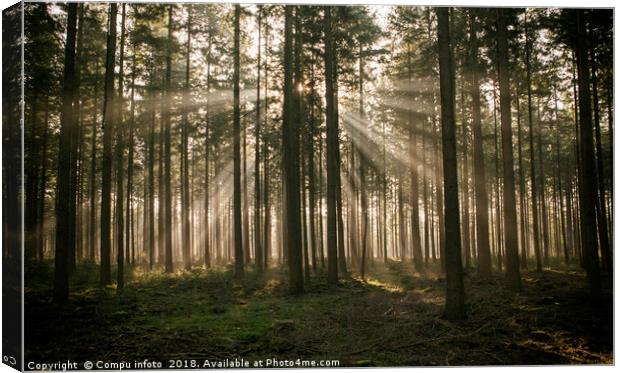 sunlight and sunbeams in the forest in nunspeet in Canvas Print by Chris Willemsen