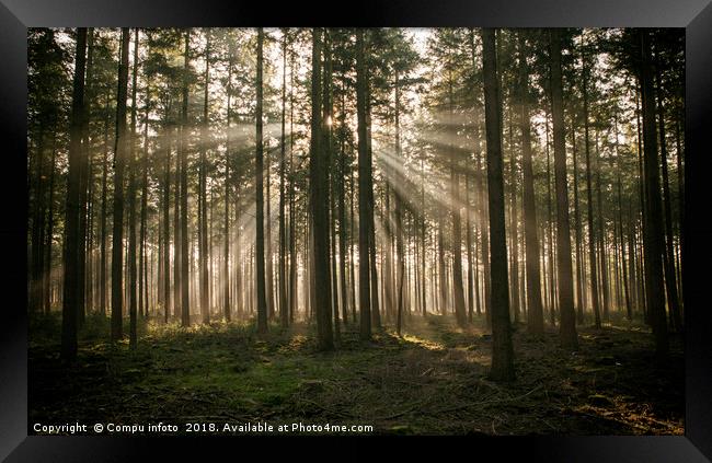 sunlight and sunbeams in the forest in nunspeet in Framed Print by Chris Willemsen