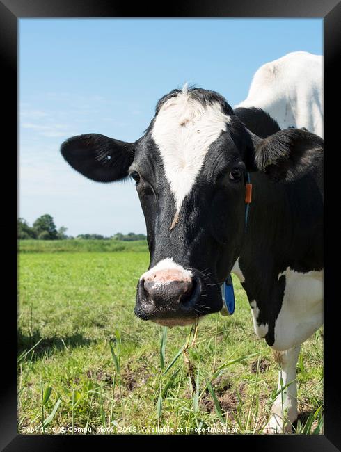 cow on green grass  Framed Print by Chris Willemsen