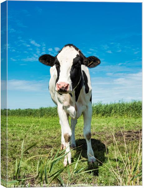 cow looking at camera Canvas Print by Chris Willemsen