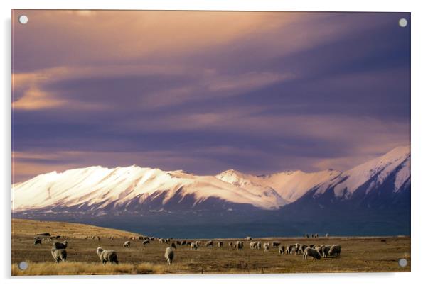 Sheep in New Zealand Acrylic by Hamperium Photography