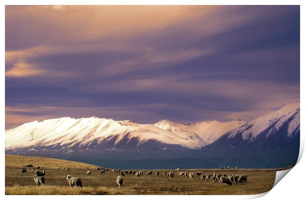 Sheep in New Zealand Print by Hamperium Photography