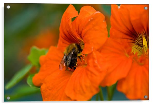 Pollen Hunt Acrylic by Declan Howard