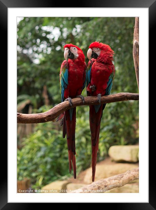 couple of red parrots in love Framed Mounted Print by Chris Willemsen