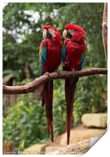 couple of red parrots in love Print by Chris Willemsen