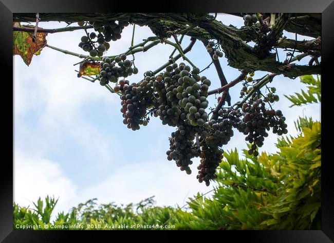 blue grapes in winery Framed Print by Chris Willemsen