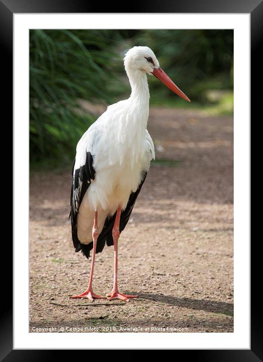 standing stork Framed Mounted Print by Chris Willemsen