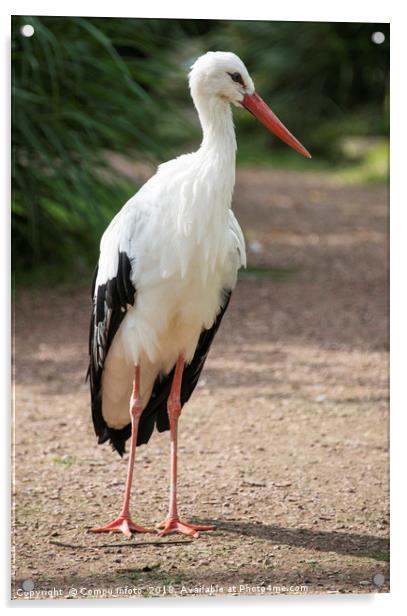 standing stork Acrylic by Chris Willemsen