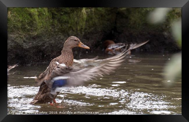 duck with splashes water Framed Print by Chris Willemsen