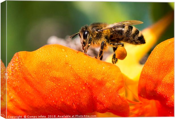 bee on flower Canvas Print by Chris Willemsen