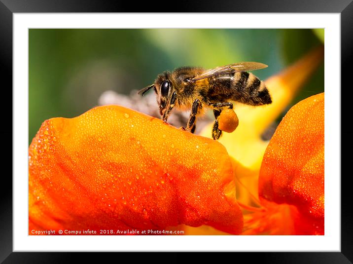 bee on flower Framed Mounted Print by Chris Willemsen
