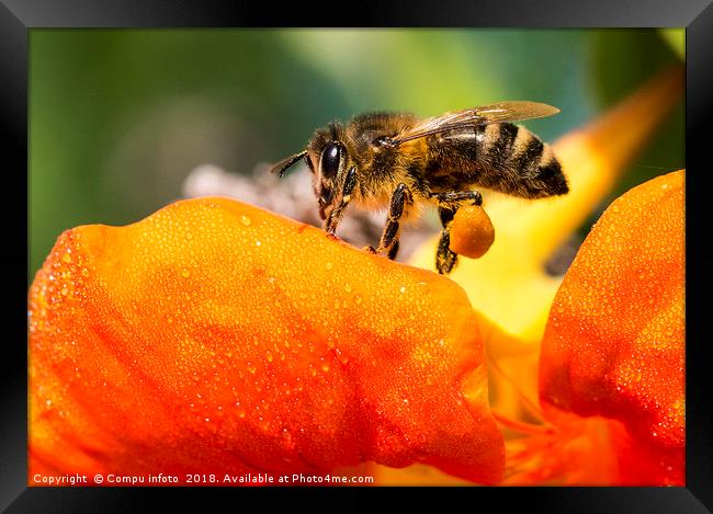 bee on flower Framed Print by Chris Willemsen
