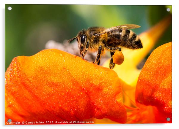 bee on flower Acrylic by Chris Willemsen