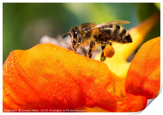 bee on flower Print by Chris Willemsen