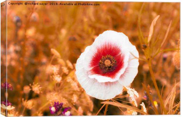 Summer Poppy Canvas Print by richard sayer