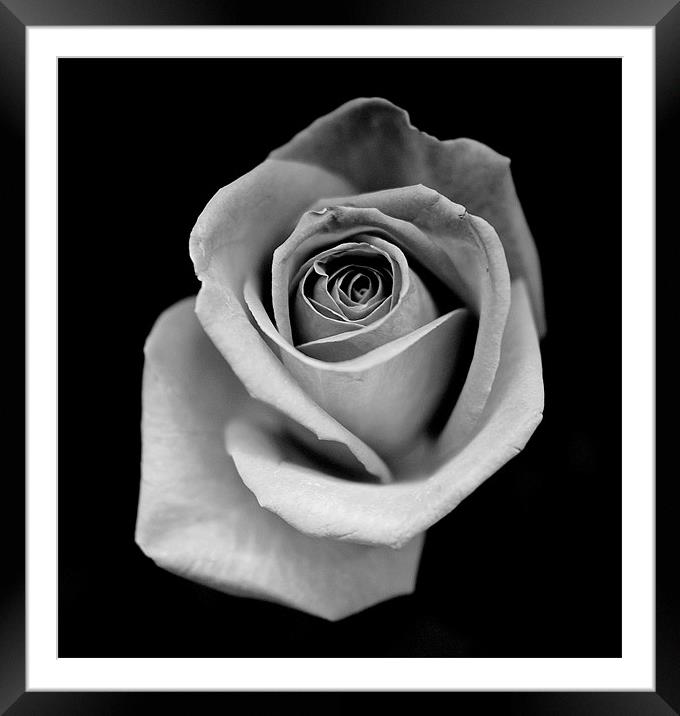 Silver Rose Framed Mounted Print by Louise Godwin