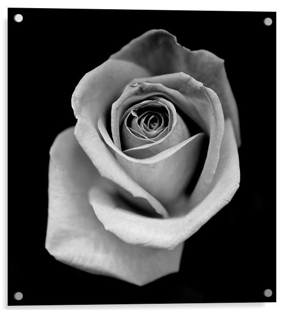 Silver Rose Acrylic by Louise Godwin