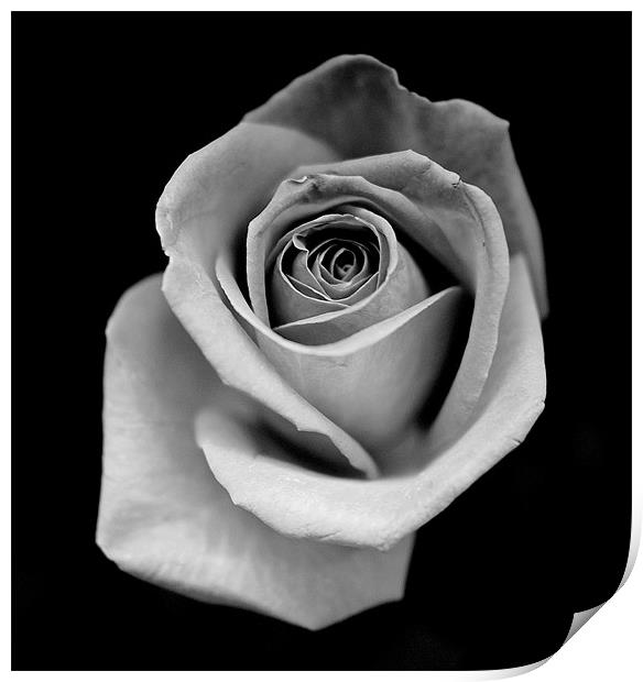Silver Rose Print by Louise Godwin