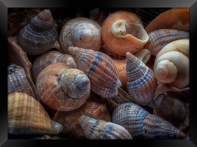Netted dog whelks Framed Print by Leighton Collins