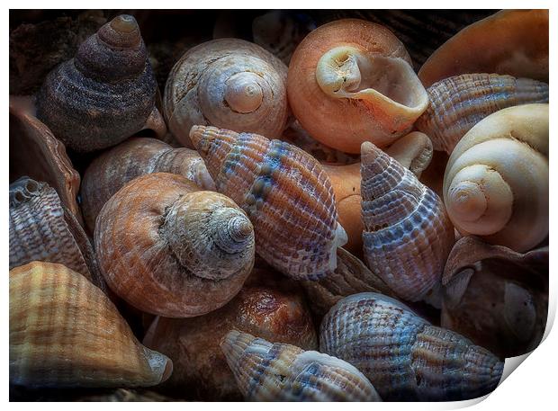 Netted dog whelks Print by Leighton Collins