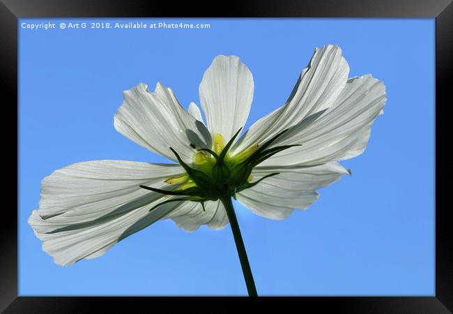 White Cosmos Contre Jour Framed Print by Art G