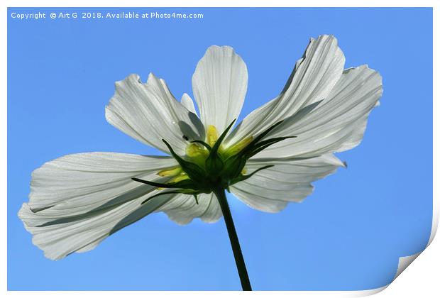 White Cosmos Contre Jour Print by Art G