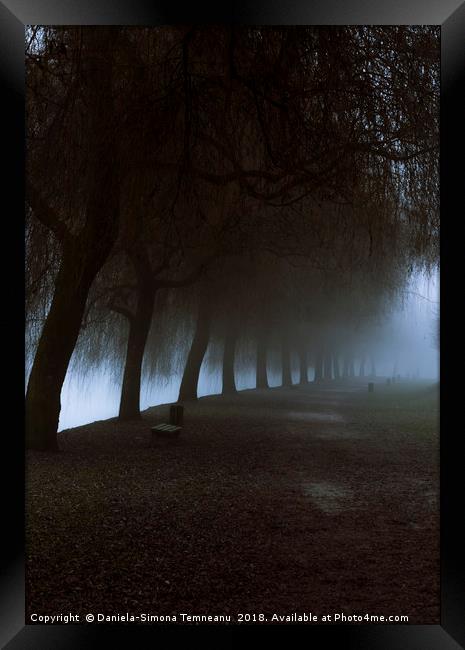 Misty park alley leading to dense fog Framed Print by Daniela Simona Temneanu
