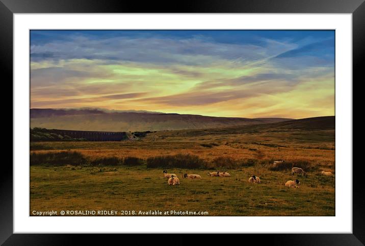 "Sheep on the moors" Framed Mounted Print by ROS RIDLEY