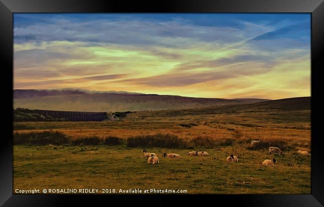 "Sheep on the moors" Framed Print by ROS RIDLEY