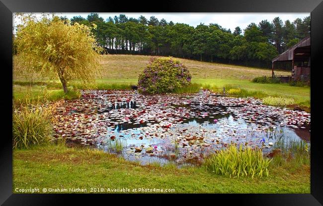Serenity in Bloom Framed Print by Graham Nathan