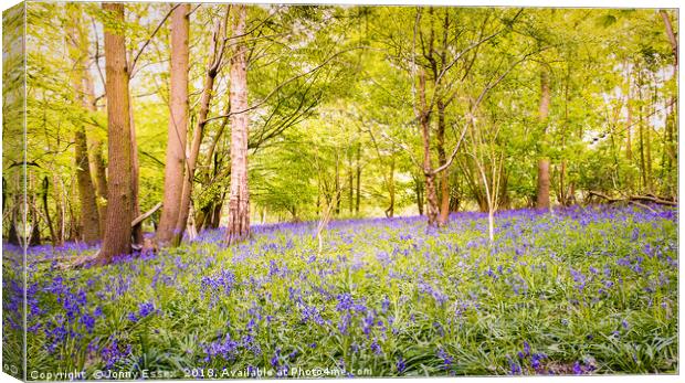 Beautiful woodland covered in bluebells, Essex Canvas Print by Jonny Essex