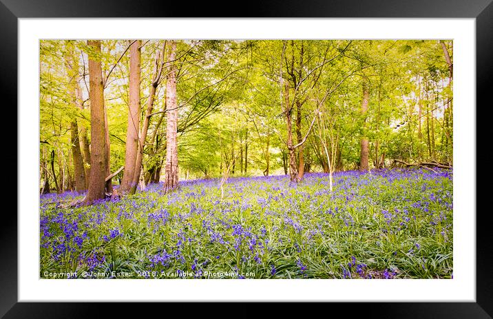 Beautiful woodland covered in bluebells, Essex Framed Mounted Print by Jonny Essex