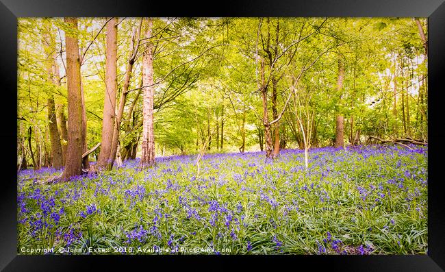 Beautiful woodland covered in bluebells, Essex Framed Print by Jonny Essex