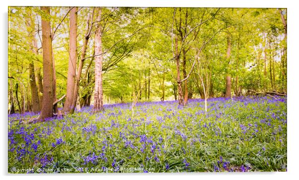 Beautiful woodland covered in bluebells, Essex Acrylic by Jonny Essex