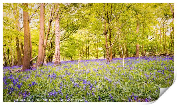 Beautiful woodland covered in bluebells, Essex Print by Jonny Essex
