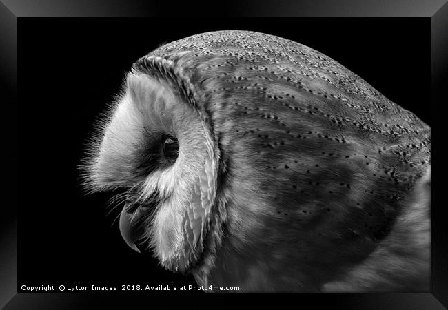 Barn Owl Portrait  Framed Print by Wayne Lytton