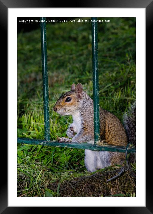 Cute little grey squirrel leaning on a fence Framed Mounted Print by Jonny Essex