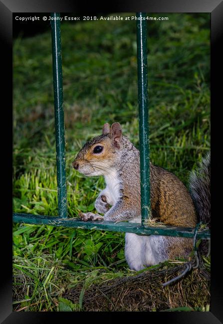 Cute little grey squirrel leaning on a fence Framed Print by Jonny Essex