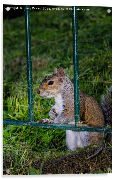 Cute little grey squirrel leaning on a fence Acrylic by Jonny Essex