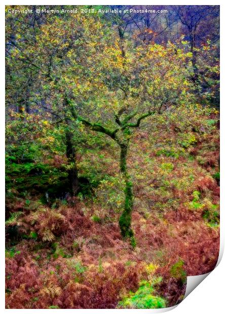 Dreamy Autumn Lake District Tree Print by Martyn Arnold