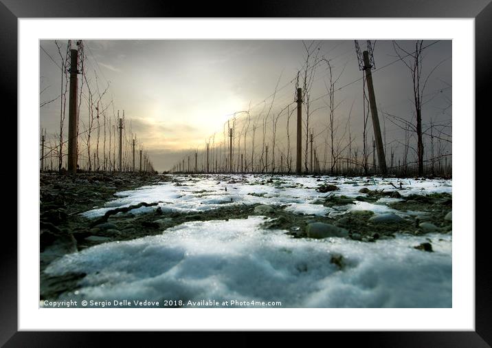 Vineyard in winter Framed Mounted Print by Sergio Delle Vedove