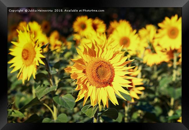 Sunflowers Growing On A Field Framed Print by Jukka Heinovirta