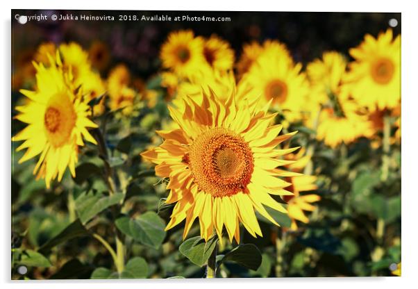 Sunflowers Growing On A Field Acrylic by Jukka Heinovirta