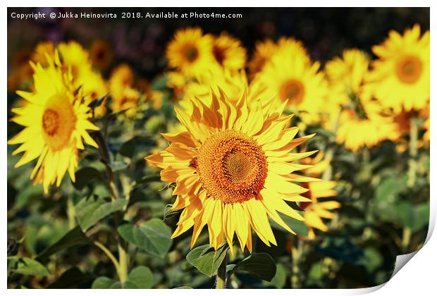 Sunflowers Growing On A Field Print by Jukka Heinovirta